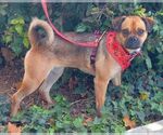 Small #2 Pug Mix