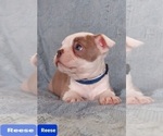 Small Photo #22 Boston Terrier Puppy For Sale in POMEROY, OH, USA