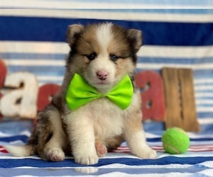 Pomsky-Shiba Inu Mix Puppy for sale in LANCASTER, PA, USA