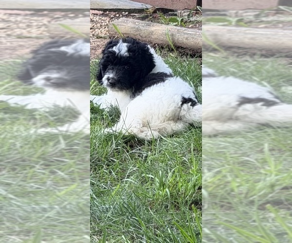 Medium Photo #23 Aussiedoodle Puppy For Sale in ASHEVILLE, NC, USA