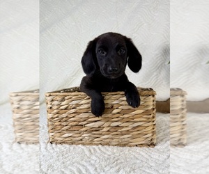 Dachshund Puppy for sale in GREENFIELD, IN, USA