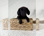 Image preview for Ad Listing. Nickname: Dottie