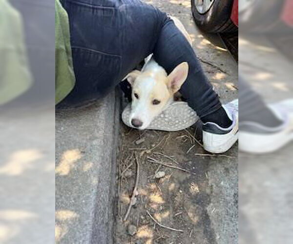 Medium Photo #1 Siberian Husky Puppy For Sale in Stockton, CA, USA