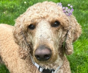 Mother of the Poodle (Standard) puppies born on 07/23/2025