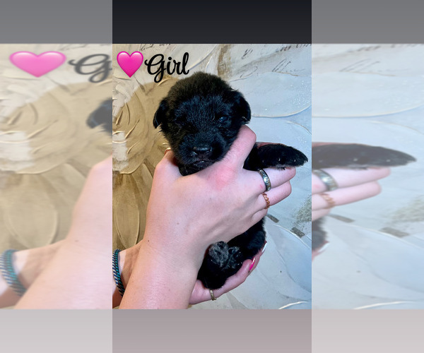 Medium Photo #1 Native American Indian Dog-Schnauzer (Giant) Mix Puppy For Sale in AMARILLO, TX, USA