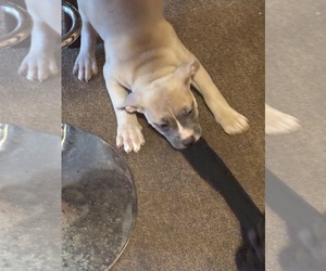 Medium American Bully-English Bulldog Mix