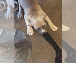 Puppy Puppy 1 American Bully-English Bulldog Mix