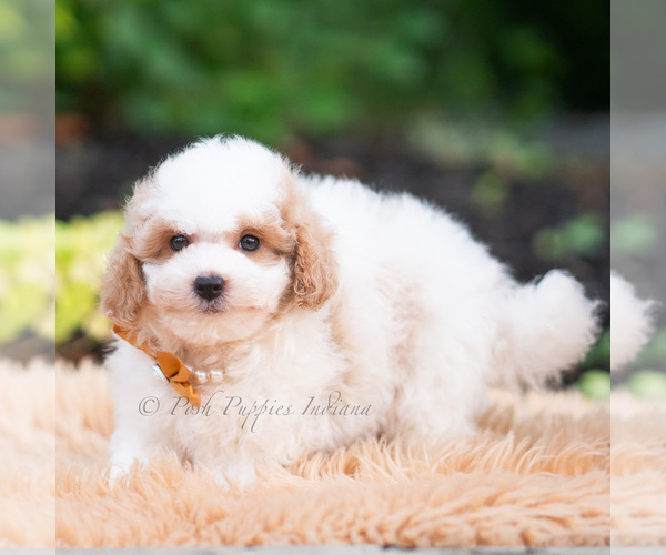 Medium Photo #3 Goldendoodle (Miniature) Puppy For Sale in WARSAW, IN, USA