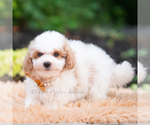 Small #2 Goldendoodle (Miniature)