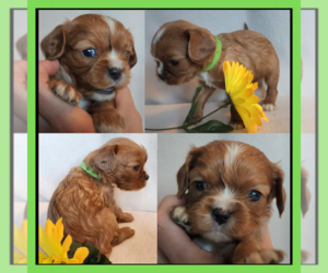 Cavalier King Charles Spaniel Puppy for sale in LOGAN, UT, USA