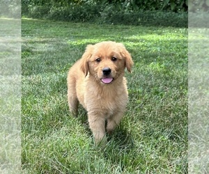Golden Retriever Puppy for sale in FRANKLIN, IN, USA