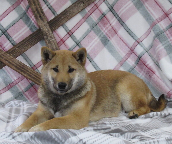 Medium Photo #2 Shiba Inu Puppy For Sale in BLUFORD, IL, USA