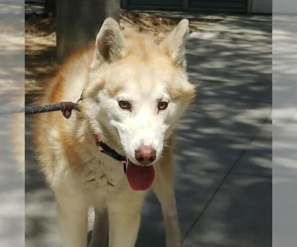 Medium Photo #1 Siberian Husky-Unknown Mix Puppy For Sale in Las Vegas, NV, USA