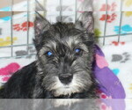 Small Photo #4 Schnauzer (Miniature) Puppy For Sale in ORO VALLEY, AZ, USA
