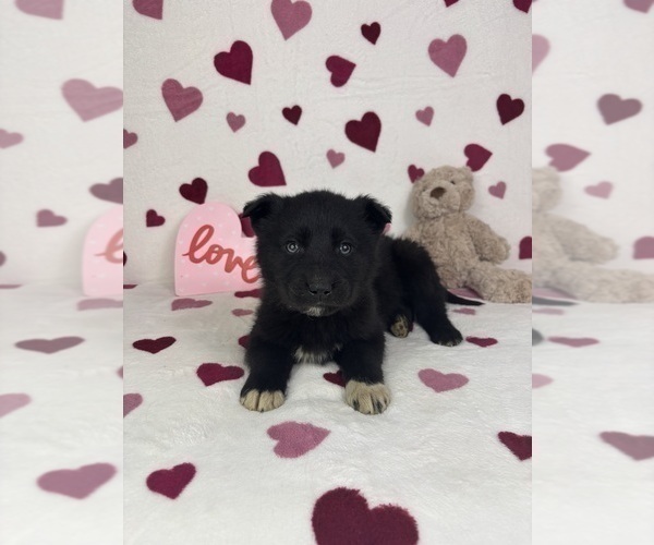 Medium Photo #5 German Shepherd Dog-Miniature American Shepherd Mix Puppy For Sale in FRANKLIN, IN, USA