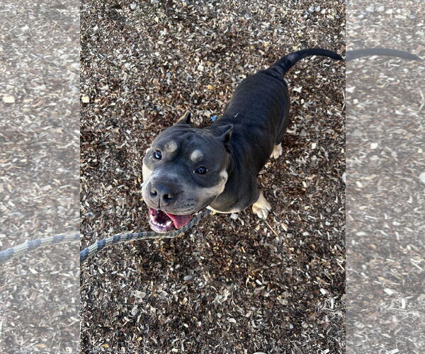 Medium Photo #2 Staffordshire Bull Terrier Puppy For Sale in Corning, AR, USA