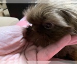Small Photo #4 Shih Tzu Puppy For Sale in RICHFIELD, NC, USA