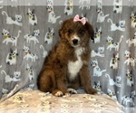 Small Photo #5 Aussiedoodle Puppy For Sale in LAKELAND, FL, USA