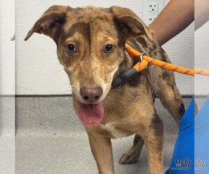 Catahoula Leopard Dog-Labrador Retriever Mix Dogs for adoption in Washington, DC, USA