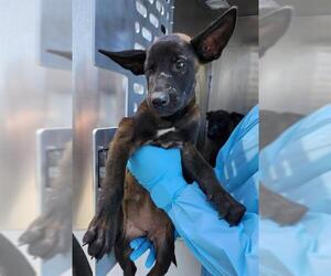 Mutt Dogs for adoption in San Antonio, TX, USA