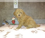 Small Photo #2 Poodle (Toy) Puppy For Sale in MILFORD, IN, USA