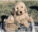 Small Goldendoodle