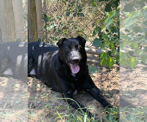 Mutt Dogs for adoption in Jackson, MS, USA