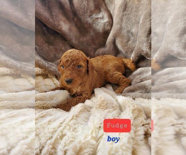 Medium Photo #4 Poodle (Standard) Puppy For Sale in PHOENIX, AZ, USA