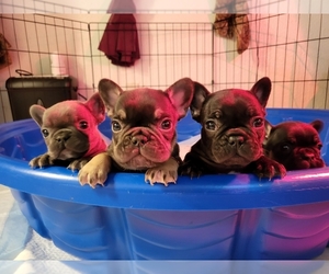 French Bulldog Puppy for sale in FAIRFIELD, CA, USA