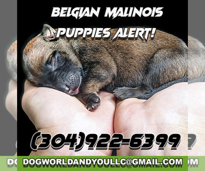 Belgian Malinois Litter for sale in CHARLESTON, WV, USA