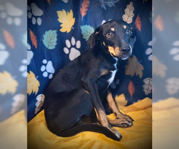 Medium Photo #2 Mutt Puppy For Sale in Pleasanton, TX, USA