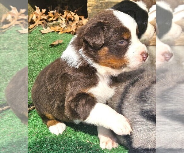 Medium Photo #14 Australian Shepherd Puppy For Sale in NELSON, VA, USA