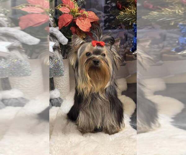 Medium Photo #1 Yorkshire Terrier Puppy For Sale in Monor, Pest, Hungary