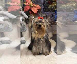 Yorkshire Terrier Puppy for Sale in Monor, Pest Hungary