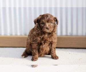 Pom-A-Poo Litter for sale in BREMEN, IN, USA