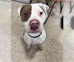 Small #1 American Staffordshire Terrier Mix