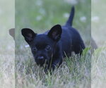 Small #3 Chihuahua