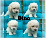 Small Photo #8 Bichpoo Puppy For Sale in BOWLING GREEN, KY, USA