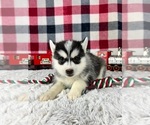 Small Photo #5 Pomsky Puppy For Sale in GREENWOOD, IN, USA