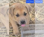 Small #2 Catahoula Leopard Dog-Labrador Retriever Mix