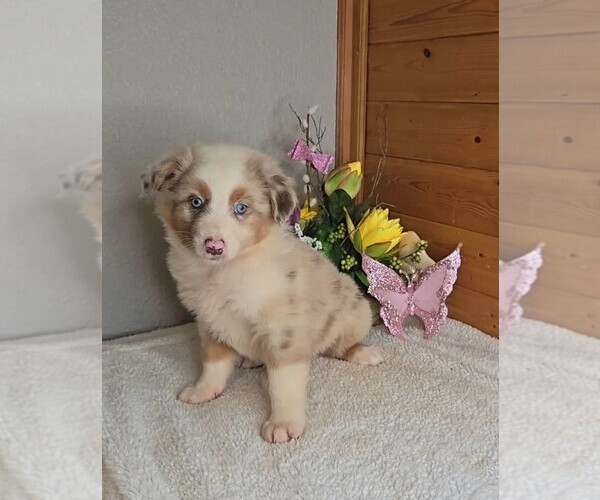 Medium Photo #4 Australian Shepherd Puppy For Sale in JASONVILLE, IN, USA