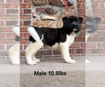 Puppy Puppy 4 Akita