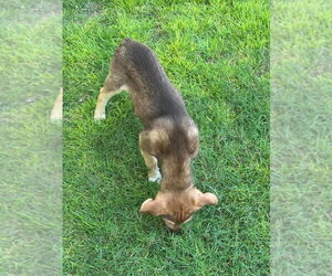 Coral - Female Australian Shepherd-Unknown Mix Dog for Adoption - Photo #2