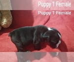 Small #12 English Bulldog