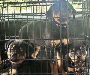 Rottweiler Puppy for sale in BRANFORD, FL, USA