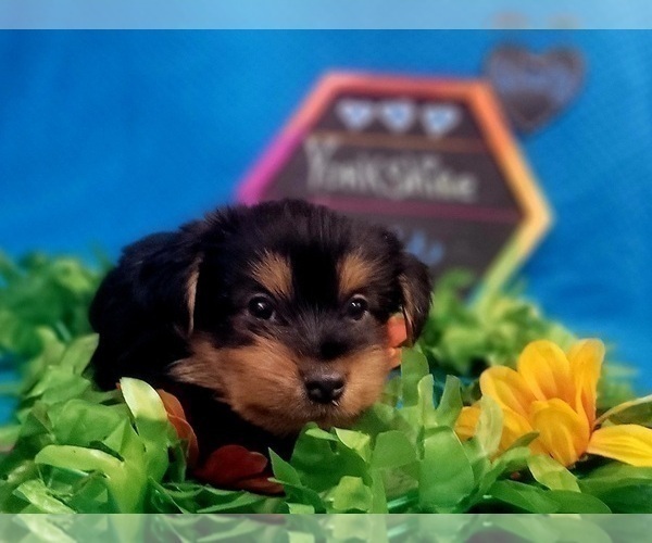 Medium Photo #179 Yorkshire Terrier Puppy For Sale in AKRON, OH, USA