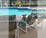 Small #24 Catahoula Leopard Dog Mix