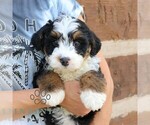 Small #3 Bernedoodle (Miniature)