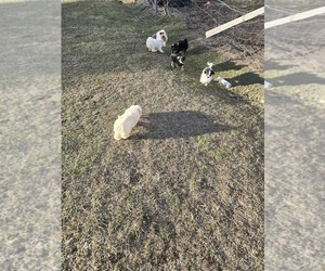 Maltipoo Puppy for sale in AMERICAN FLS, ID, USA