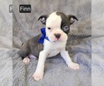 Small #2 Boston Terrier